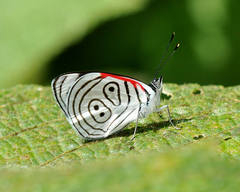 Diaethria euclides gueneei