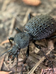 Cychrus tuberculatus