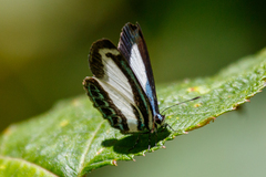 Psychonotis caelius