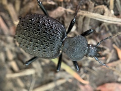 Cychrus tuberculatus