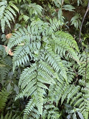 Diplazium kawakamii
