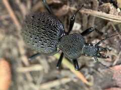 Cychrus tuberculatus