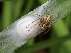 Oxyopes gracilipes