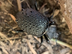 Cychrus tuberculatus