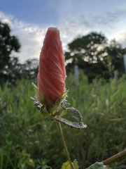 Malvaceae