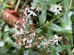 Aster taiwanensis
