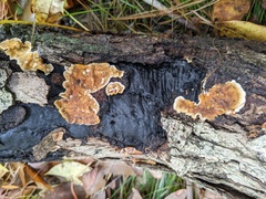 Biscogniauxia mediterranea