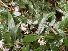 Aster taiwanensis