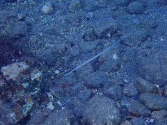 Fistularia commersonii