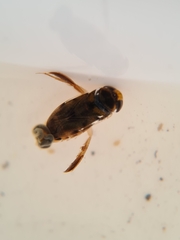 Corixoidea