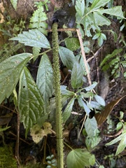 Diplazium kawakamii