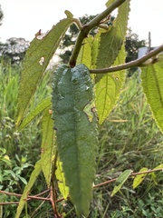 Malvaceae