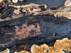Biscogniauxia mediterranea