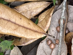 Belonocnema fossoria