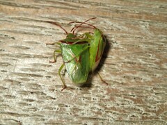 Elasmostethus ligatus