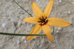 Pauridia linearis