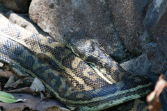 Morelia spilota