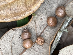 Belonocnema fossoria