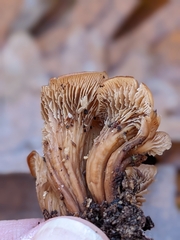 Lentinellus cochleatus