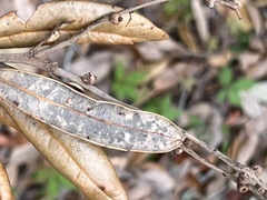 Belonocnema fossoria