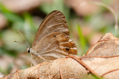 Hypocysta pseudirius