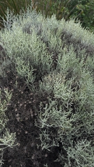 Leucophyta brownii
