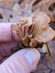 Lentinellus cochleatus
