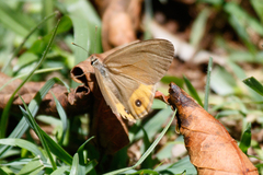 Hypocysta pseudirius