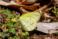 Eurema smilax
