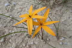 Pauridia linearis