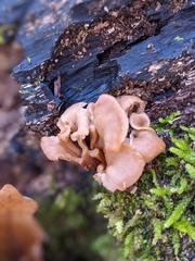 Lentinellus cochleatus