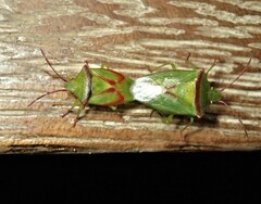 Elasmostethus ligatus