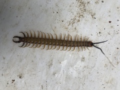 Ethmostigmus rubripes