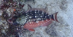 Sparisoma viride