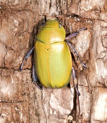 Chrysina beyeri