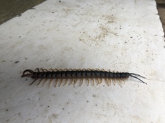 Ethmostigmus rubripes