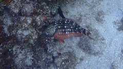 Sparisoma viride