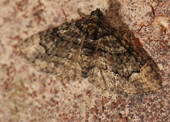 Eucymatoge peplodes