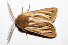 Ichneutica ceraunias