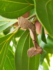 Anaxidia lozogramma