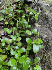 Peperomia urvilleana