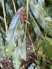 Alpinia