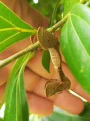 Anaxidia lozogramma