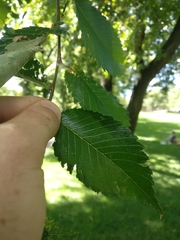 Ulmus americana
