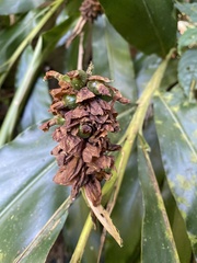 Alpinia