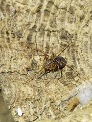 Scytodidae