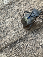 Pachylis nervosus