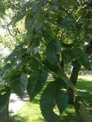 Ulmus americana