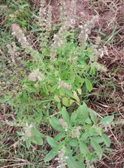 Ocimum basilicum