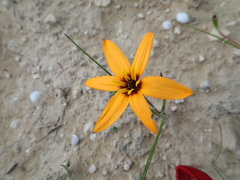 Pauridia linearis